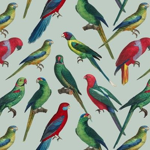 Parrots - Small - Green Gray