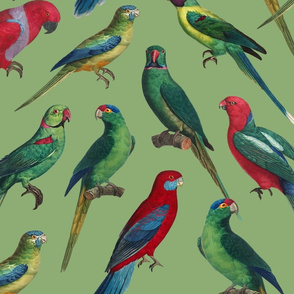 Parrots - Large - Green