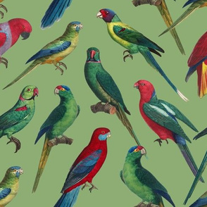 Parrots - Medium - Green