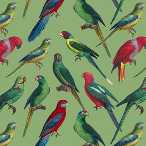 Parrots - Small - Green