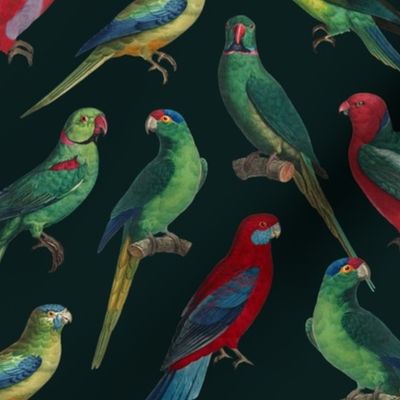 Parrots - Medium - Dark Green