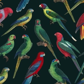 Parrots - Medium - Dark Green