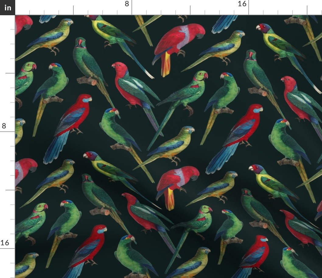 Parrots - Medium - Dark Green