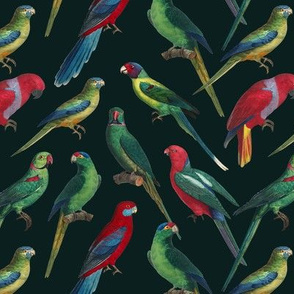 Parrots - Small - Dark Green