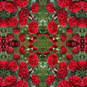 Velvet red poppies mirrored Memorial remembDay veterans on sage green mirrored kaleidoscope 