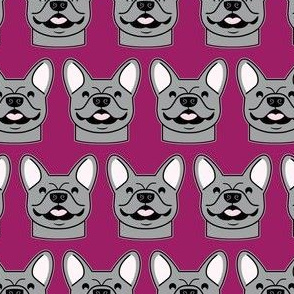 smiling gray French Bulldogs on magenta