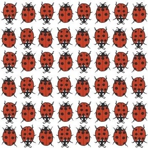 Geo ladybugs 