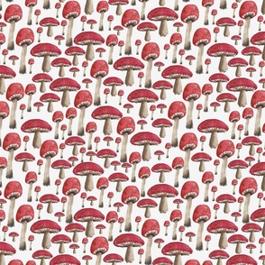 Fantastic Fungi - Amanita Mushrooms M