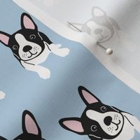  Boston Terrier dog on blue