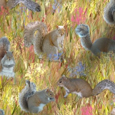 Squirrels in Golden Wildflower Field