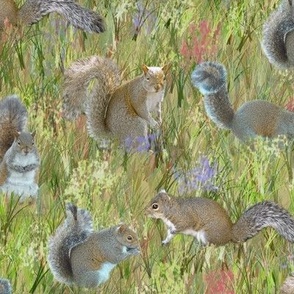 Squirrels in Green Wildflower Field