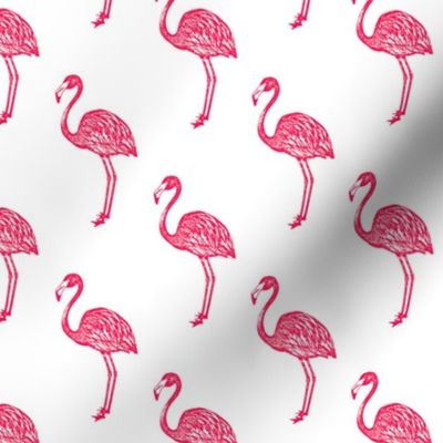 American Flamingo (pink)