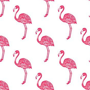 American Flamingo (pink)