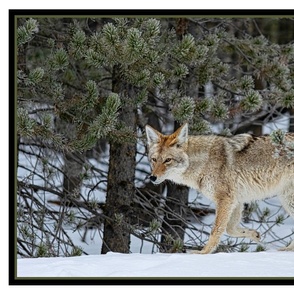 Wild Coyote 0181 Panel - Yellowstone National Park