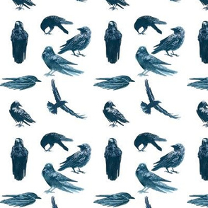 Ravens ravens