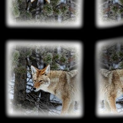 Wild Coyote 0181 Square Portrait  - Yellowstone