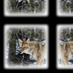 Wild Coyote 0181 Square Portrait  - Yellowstone