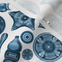 Ernst Haeckel  Diatom Toss Teal