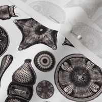 Ernst Haeckel Diatom Toss Aubergine