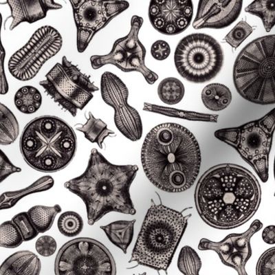 Ernst Haeckel Diatom Toss Aubergine