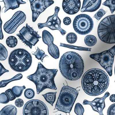 Ernst Haeckel Diatom Toss Dark Blue