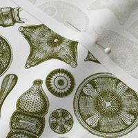 Ernst Haeckel Diatom Toss Moss Green