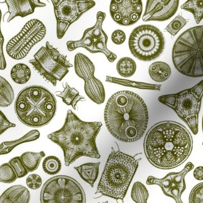 Ernst Haeckel Diatom Toss Moss Green