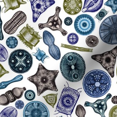 Ernst Haeckel Diatom Toss Sea Hues