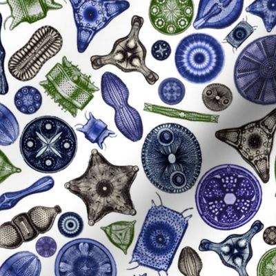 Ernst Haeckel Diatom Toss Cool Tones
