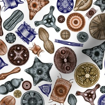 Ernst Haeckel Diatom Toss Fall Colors