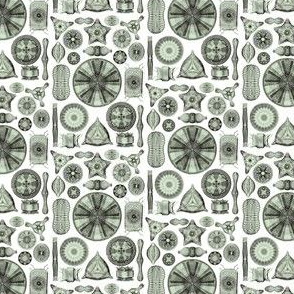 Ernst Haeckel Diatomea Diatoms Sea Foam Green