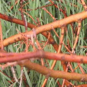 Twigs and Grass