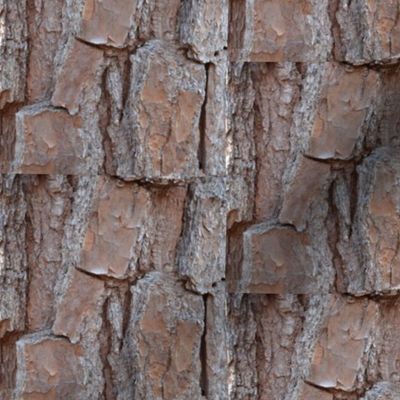 Tree Bark