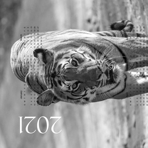2021 Tiger fabric calendar Black and white photography