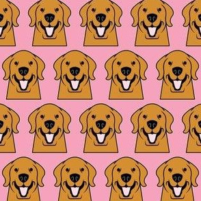 Golden Retriever on pink