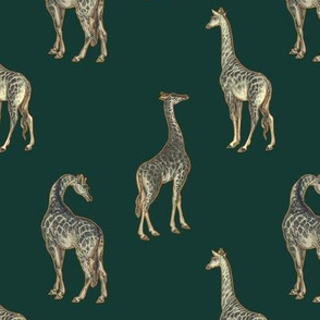 Vintage giraffes