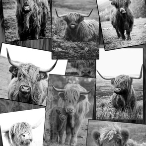 Ranchy highland collage
