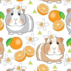 large guinea pigs and oranges