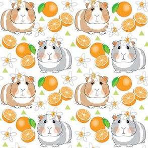 medium guinea pigs and oranges