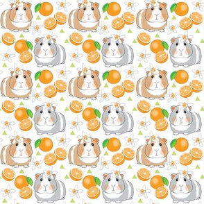 small guinea pigs and oranges