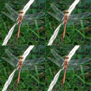 Orange Meadowhawk