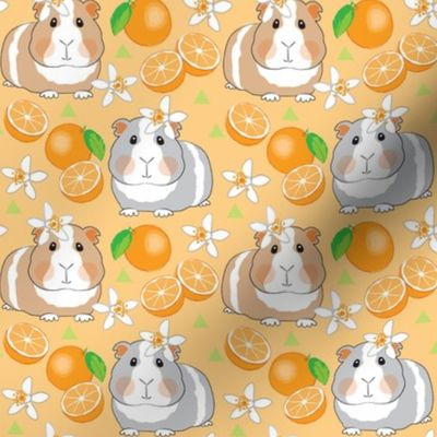 medium guinea pigs and oranges on peach