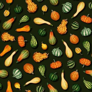 Ornamental Gourds for Autumn, Fall, Thanksgiving