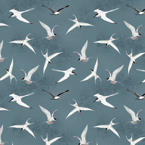 Sea Birds-Terns-Gull-Dark