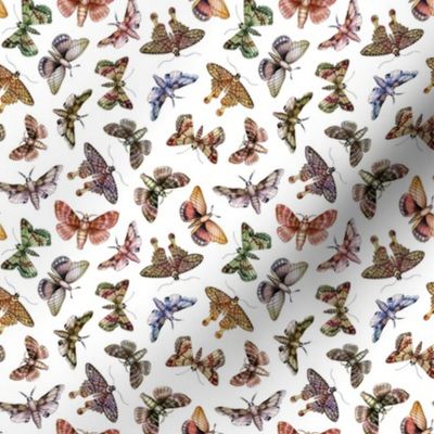 Small-Scale Multitude Of Moths - Colorful Moth Pattern