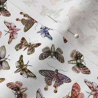 Small-Scale Multitude Of Moths - Colorful Moth Pattern