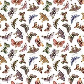 Small-Scale Multitude Of Moths - Colorful Moth Pattern