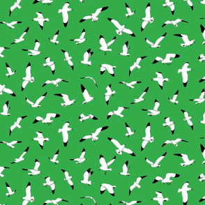 Seagulls on Green