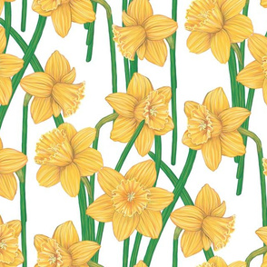 Yellow daffodils on white
