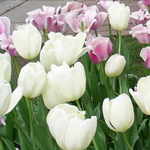 White tulips 